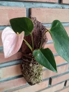 たけやん様 リクエスト 2点 まとめ商品