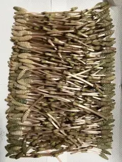天然つくし　400g