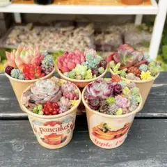 67 多肉植物の小さな寄せ植え☆そのまま飾れる☆5コセット☆期間限定・速達