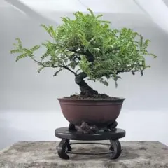 秋田県産　朝採れ　花山椒　65g クール便代込み　4/26 16時まで 秋田県産 朝採れ 花山椒 65g クール便代込み 4/26 16時まで - メルカリ