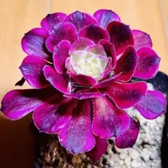 多肉植物 ⭐️アエオニウム シャネル⭐️韓国苗育成 抜き苗 d98 - メルカリ