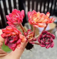 2026年最新】錦 アエオニウムの人気アイテム - メルカリ