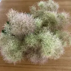 스모크 트리 박스 가득 ☘️ 메르카리 메일