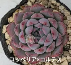 yuuu♡様 リクエスト 3点 まとめ商品