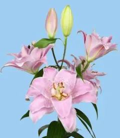 美香様 リクエスト 4点 まとめ商品