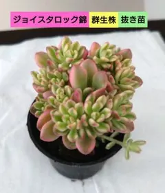 2026年最新】錦 アエオニウムの人気アイテム - メルカリ