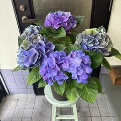 特選】 アジサイ 5寸1種6鉢 ハイシリーズ 紫陽花 - メルカリ