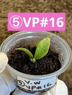 ④ベイチーワイルドVP#16 胞子培養株 ビカクシダ Platycerium - メルカリ