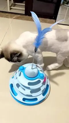 いりノ様 猫 おもちゃ サイズ限定 オーダー受付 あみぐるみ ハンドメイド いりノ様 猫 おもちゃ サイズ限定 オーダー受付 あみぐるみ