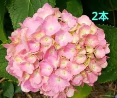 紫陽花 ポップコーン 蕾付き苗 2年生苗 - メルカリ