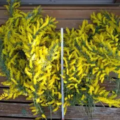 けろっぐちゃん様専用