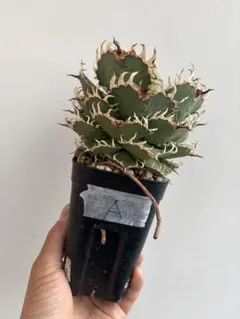 2025年最新】フィリグリー アガベの人気アイテム - メルカリ