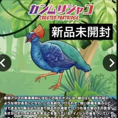 新品未開封　ジャングル&co アンドコ　カンムリシャコ　スーパーレア！バイカラー