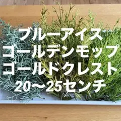 コニファー☘️ブルーアイス・ゴールデンモップ・ゴールドクレスト/切り枝3点セット☘️
