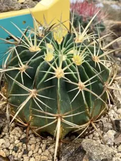 Ferocactus サボテン フェロカクタス 江守玉 美株 江守 エモリ 大株