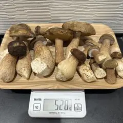 ヤマドリタケモドキ京都産 国産ポルチーニ天然キノコお試しに食べて