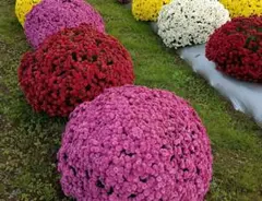 ざる菊…分け苗、挿し苗のサムネイル