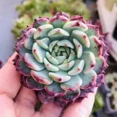 松井美咲様 リクエスト 4点 まとめ商品 (プレゼント1)