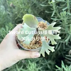 メルカリ便！P. willinckii ’Jenny’ TC 210 メルカリ便！P. willinckii 'Jenny' TC 210 - メルカリ