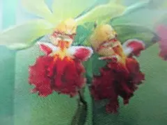 Celastrina様 リクエスト 2点 まとめ商品