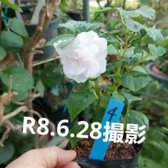 バラ咲き　インパチェンス　開花蕾付き 2本植え　ポット発送のサムネイル