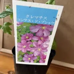 クレマチス グレーヴェエリックルース 苗 - メルカリ