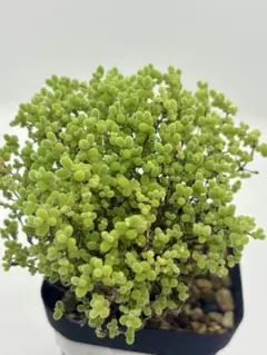 【カット苗】多肉植物　ドロサンテマム　蜜橘　カット苗×5本のサムネイル