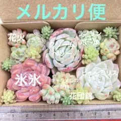 カット苗　多肉　詰め合わせ　寄せ植え　ラノリン球　レッドベリーhyb