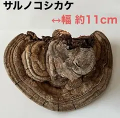 2025年最新】サルノコシカケ 梅の人気アイテム - メルカリ