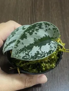 2025年最新】スキンダプサス シルバーメタリックの人気アイテム