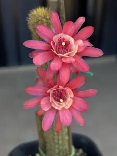 多肉植物 花サボテン 金紐シリーズ 金4番 - メルカリ