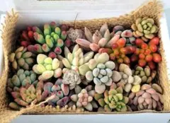 多肉植物詰め合わせ① カット苗セット 寄せ植えに