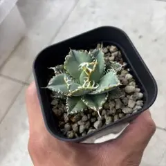 きよ様専用ページ