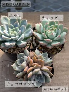 サリーちゃん様 リクエスト 2点 まとめ商品