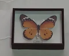 2025年最新】標本箱 ドイツの人気アイテム - メルカリ