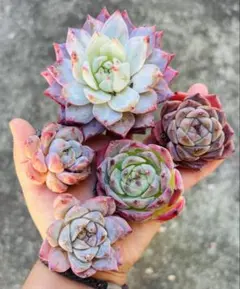 多肉植物　エケベリア　韓国苗　カット苗　寄せ植えセット　多肉弁当　紅葉セット
