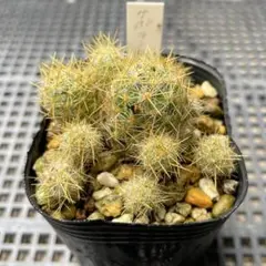 サボテン ꔛ‬ꕤ 札落ち ♡ 抜き苗 多肉植物 花サボテン 札落ち (2苗） - メルカリ