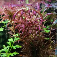 メルカリ便 ○アラグアイアパープルバコパ水中葉1本 水草 ADA 水槽 