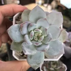 すみれ つぶつぶ屋 カット苗 多肉植物 4㌢ポット - メルカリ
