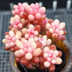 ★レッドベリー錦⑥★抜き苗★セダム★多肉★多肉植物★寄せ植え★