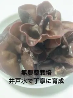 新鮮 国産生きくらげ 産地直送 お試し 200g 井戸水で丁寧に育成のサムネイル