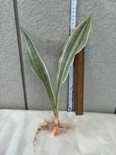 2026年最新】観葉植物 サンスベリアの人気アイテム - メルカリ