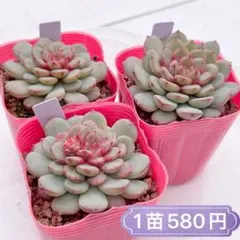 多肉植物 ロウルサンコ苗♡抜き苗セット - メルカリ