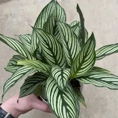 ちゃちゃまる様 リクエスト 4点 まとめ商品