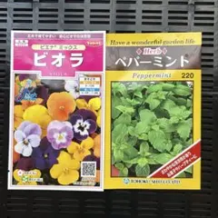 サカタのタネ ビオラ＆トーホク ペパーミント 種セット　秋の種まきのサムネイル