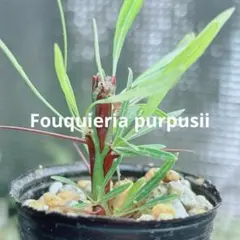早い者勝ち☆特価☆自家増殖株】 フォークイエリア プルプシー 鉢ごと