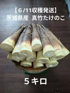 2026年最新】真竹 たけのこの人気アイテム - メルカリ