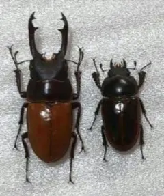 規制前採集品）アマミミヤマクワガタ標本＋おまけ - メルカリ