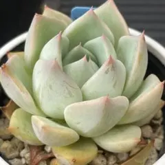 多肉植物 ザラドニス×アルバhyb【抜き苗】錦玉園さん苗 - メルカリ