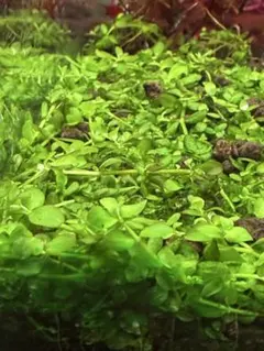 ニューラージパールグラス　150枚のサムネイル